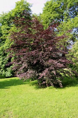 Fagus sylvatica 'Tricolor' - buk lesní - celek (23)